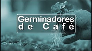 Germinadores de Café Tips del Profesor Yarumo [upl. by Bobette]