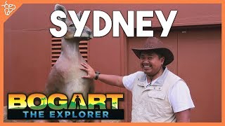 Bogart the Explorer SYDNEY [upl. by Celine]