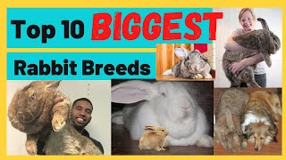 Top 10 Biggest Rabbit Breed [upl. by Eux]