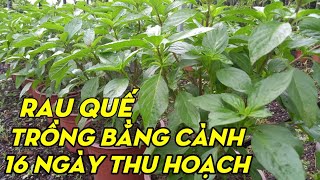 Lấy ngay Hạt Chanh trồng Cây Chanh làm cảnh trong chậu tại nhà [upl. by Sabelle981]