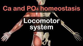 Calcium and Phosphate homeostasis [upl. by Richardo636]