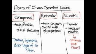 Fibers of Fibrous Connective Tissue [upl. by Regor]