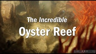 The Incredible Oyster Reef [upl. by Egdirdle971]