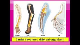 Homologous and Vestigial Structures [upl. by Hollenbeck]