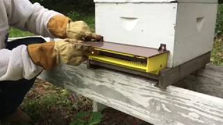 How To Collect Bee Pollen [upl. by Allekram]