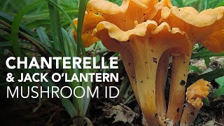 Chanterelle amp Jack OLantern — Mushroom ID [upl. by Eentruoc]