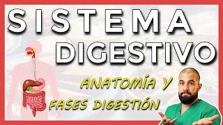 Anatomía del SISTEMA DIGESTIVO Repaso general [upl. by Laeria]