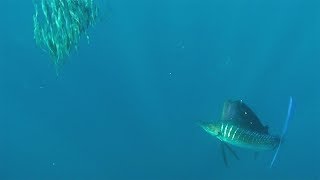 Rare Footage Of Sailfish Searching For Food [upl. by Craddock]