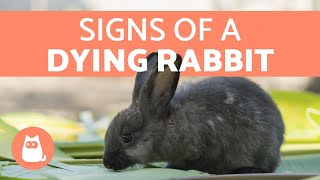 5 Signs Your Rabbit is Dying [upl. by Silirama]