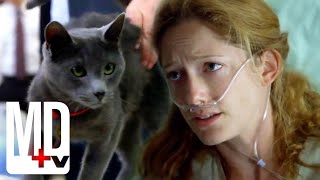 Can This Cat Predict When People Will Die  House MD  MD TV [upl. by Swinton788]