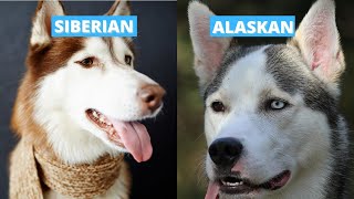 Siberian vs Alaskan Husky  Five Main Differences [upl. by Muire]