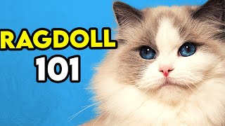 Ragdoll Cat 101  Learn EVERYTHING About Them [upl. by Ajssatsan]