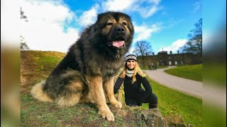 WOLF KILLER  THE LARGEST CAUCASIAN SHEPHERD OVCHARKA DOG IN THE UK [upl. by Adnavoj]