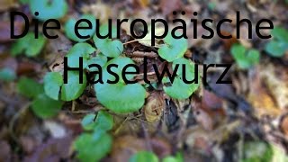 Die Europäische Haselwurz Ein wunderbarer Bodendecker [upl. by Janessa]