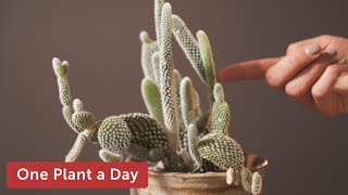 Opuntia microdasys Bunny Ear Cactus Houseplant Care — 8 of 365 [upl. by Nawrocki]