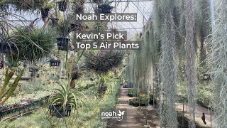 Kevin’s Pick Top 5 Air Plants [upl. by Ahsienor207]