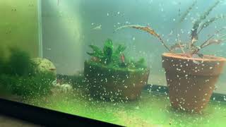 Daphnia Culturing Snails or no snails [upl. by Semyaj538]