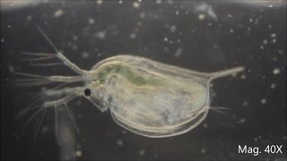 Daphnia magna under the Microscope [upl. by Corbet726]