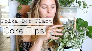 Polka Dot Plant Care Tips amp Tricks  Polka Dot Houseplant Care [upl. by Asyen]