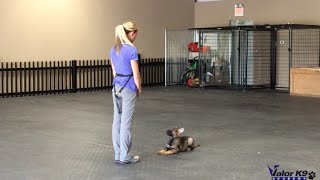 German Shepherd puppy obedience training  9 weeks old  Amy Pishner  Valor K9 Academy [upl. by Rabassa473]