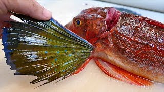 Japanese Street Food  SEA ROBIN FISH Sashimi Okinawa Seafood Japan [upl. by Purpura]