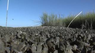 How to Harvest and Cook Oysters [upl. by Alexis631]