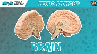 Anatomy of the Brain  Model [upl. by Anear]