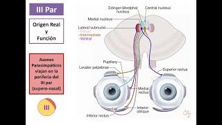 Pares Craneales Nervios Oculomotores III IV y VI [upl. by Baese]