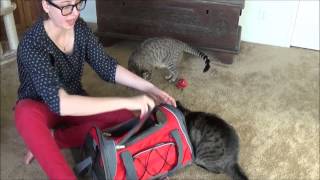 How to Get Your Cat in a Carrier The quotNo Bloodquot Edition [upl. by Bergh]