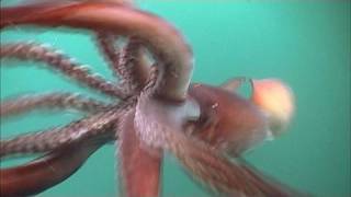 The Fierce Humboldt Squid  KQED QUEST [upl. by Bonne832]