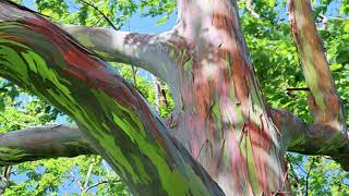 RAINBOW EUCALYPTUS TREE ALL ABOUT IT🌈 [upl. by Paterson]