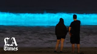 Why Californias beaches are glowing with bioluminescence [upl. by Nalani]