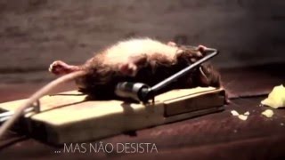 Motivação  Aprenda Resiliência com o Ratinho  engraçado [upl. by Aleuname]