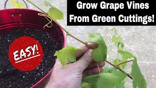 How To Regrow Grape Vines From Fresh Cuttings [upl. by Chuu387]