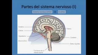 El sistema nervioso [upl. by Enelyk]