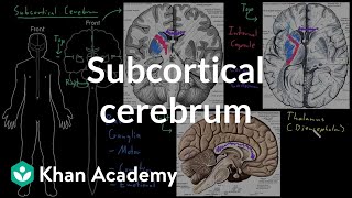 Subcortical cerebrum  Organ Systems  MCAT  Khan Academy [upl. by Rapp952]