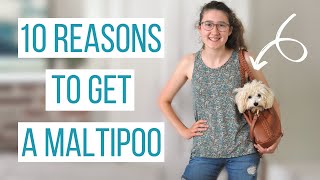 10 REASONS TO GET A MALTIPOO  Why the Maltipoo is the Perfect Dog [upl. by Alekal]