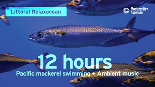 12 Hours of Fish Swimming with Ambient Music at Monterey Bay Aquarium  Littoral Relaxocean [upl. by Aled]