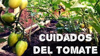 Cuidados en el cultivo del tomateAGRICULTURA ORGÁNICA [upl. by Guod]