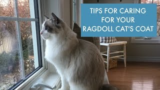 How to Care For Your Ragdoll Cats Coat [upl. by Nnainot]