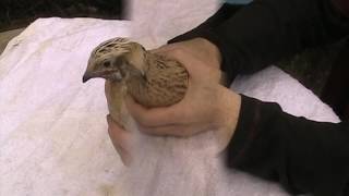 Different Coturnix Quail [upl. by Kitchen72]