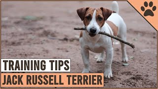 How To Train A Jack Russell Terrier  Dog World [upl. by Giza]