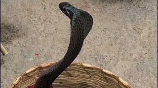 Black Cobra Dances to Snake Charmers Flute [upl. by Aillicec]