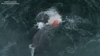 Killer Whales Attack amp Kill Gray Whale 42719 [upl. by Croft777]