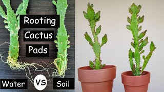 2 Easy Ways to Root Cactus Pads  Opuntia Monacantha  Drooping prickly Pear Propagation [upl. by Chandless]