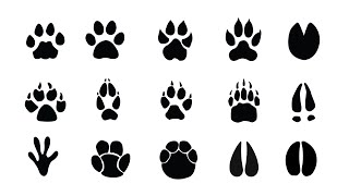 Learn Animal Footprints In English Types of Animal Footprints  HorseDeerBearSheepCow amp More [upl. by Mauceri447]