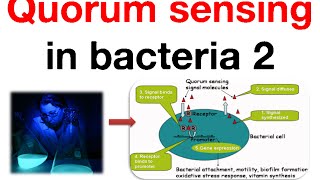 Quorum sensing in bacteria 2 [upl. by Llertnod]