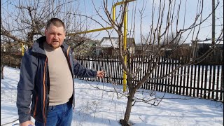 Părul Tăieri de fructificare la Păr  Pruning pear [upl. by Falconer]