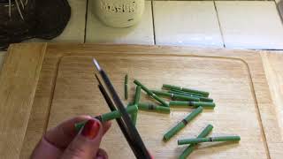 Horse tail plant Equisetum Hyemale Propagation from cuttings [upl. by Noland]