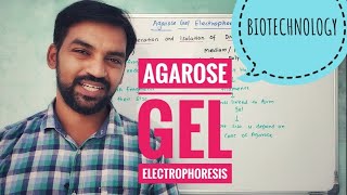 Agarose Gel Electrophoresis  Biotechnology  V Senthilnathan [upl. by Heuser479]